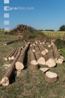 Bark beetle spruce log 6