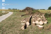 Bark beetle spruce log 5