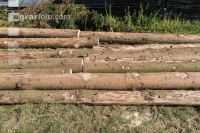 Bark beetle spruce log 4
