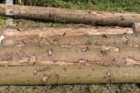 Bark beetle spruce log 3