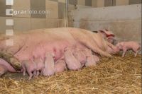 Schweinehaltung Praxisunterricht 10