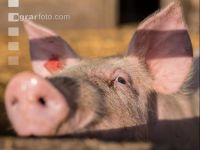 Schweinehaltung Praxisunterricht 6