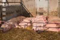 Schweinehaltung Praxisunterricht 5