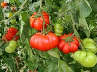 Fleischtomate 6
