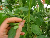 Tomaten ausgeizen 1