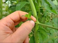 Tomaten ausgeizen 2