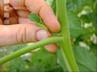 Tomaten ausgeizen 3