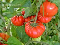 Fleischtomate 5