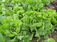 Kopfsalat 3