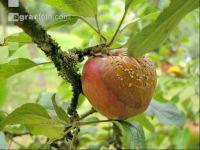 Monilia Äpfel 4