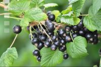 Johannisbeere Ernte 9