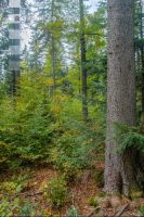 FiTaBuMischwald 03