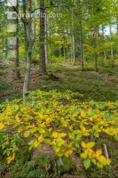 FiTaBuMischwald 19