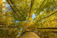 Buchen Herbstlaub 12