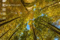 Buchen Herbstlaub 11