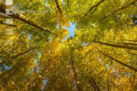 Buchen Herbstlaub 10