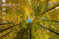 Buchen Herbstlaub 9