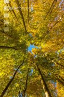 Buchen Herbstlaub 8