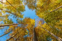 Buchen Herbstlaub 7