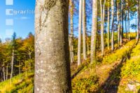 Buchen Herbstlaub 5