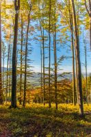 Buchen Herbstlaub 4