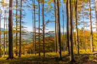 Buchen Herbstlaub 3
