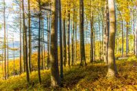 Buchen Herbstlaub 2