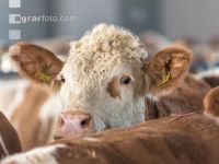 Kuhportrait Fleckvieh 23