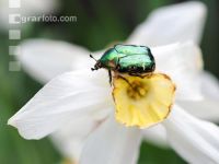 Rose chafer 5