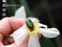 Rose chafer 4