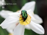 Rose chafer 3