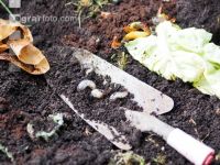 rose chafer white grubs3