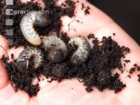 rose chafer white grubs2