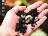 rose chafer white grubs1
