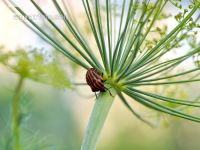 Graphosoma lineatum  1