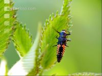 Ladybird larva 8