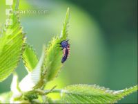Ladybird larva 7