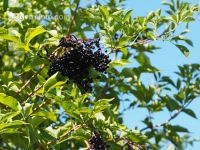 Holunderbeeren 4