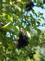 Holunderbeeren 3