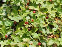 Walderdbeere 2