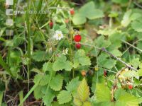Walderdbeere 1