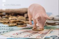 Finanzen Schweine 9
