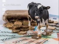 Finanzen Rinder 20