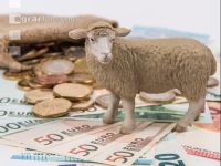 Finanzen Schafe 6