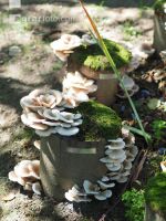 Austernpilz 6