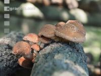 Shiitakepilz 5