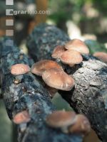 Shiitakepilz 4