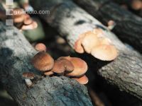 Shiitakepilz 3