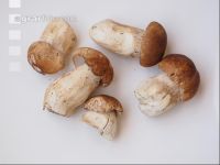 Steinpilz 2