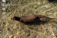 Fischotter 7